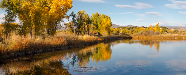 Autumn colored trees in gold lining a body of water.